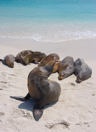 seals