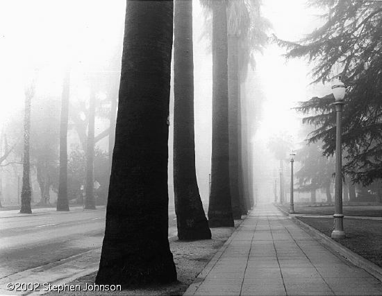 sac fog tree.jpg