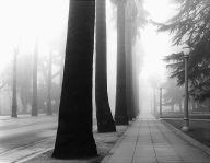 Sac Fog Tree